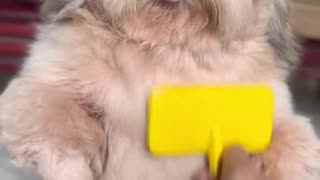 Cute dog loves brush