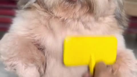 Cute dog loves brush