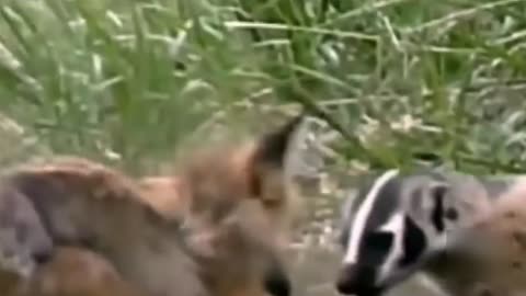 unbelievable fight between an american badger vs fox