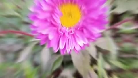I wandered around the flower garden for some time║⁠ Bangla vlog Md Kanan sarkar kamrul 2023