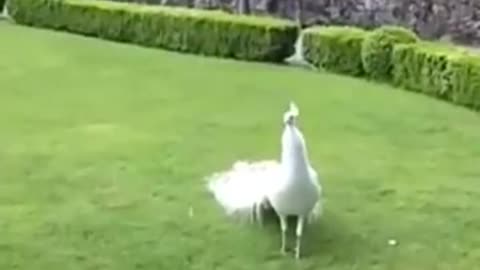 The most beautiful white peacock opening feathers.