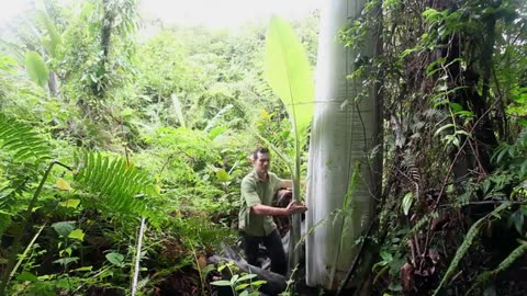 World's largest banana species Musa Ingens (giant banana) filmed in Indonesian New Guinea