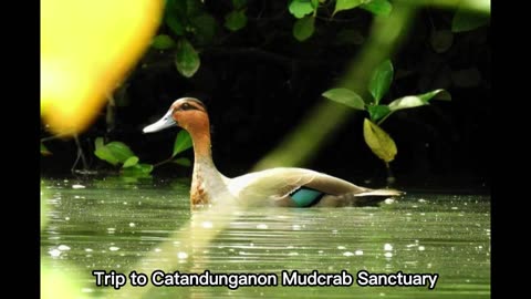 The Mudcrab Sanctuary in Catandunganon, Camarines Norte