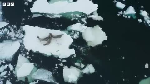 Killer Whale's Extraordinary Hunting Technique | Frozen Planet II | BBC Earth