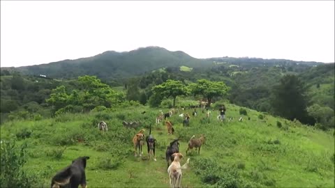 Land of the stray dogs in costa rica