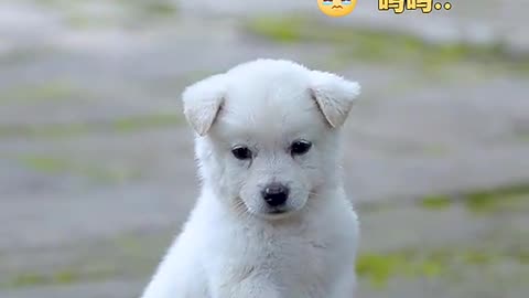 Cute little white dog # # of pet dogs