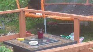 Black Bear Caught Playing On Connecticut Trampoline