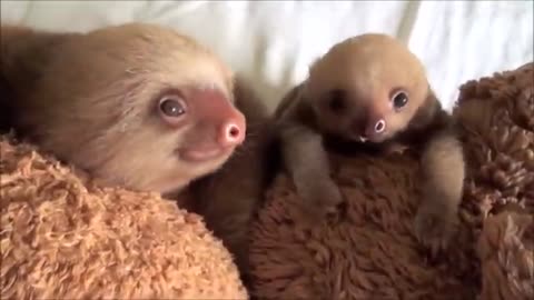 Baby sloth enjoying life