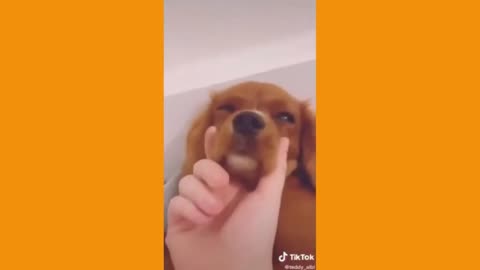 😂 Super Funny Dog Videos From Tiktok! 🐶 Try Not To Laugh - Funny Cute Dog Videos 😍😍