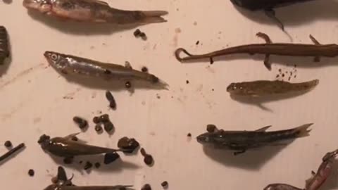 Environmentalists never came to Ohio, tons of dead fish filmed and a shit situation