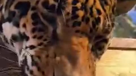 Big Cat Boops!