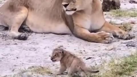 Baby Lion Roars | Lion Cub Roaring