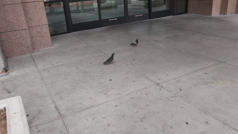 Pigeons at some crappy Las Vegas mall