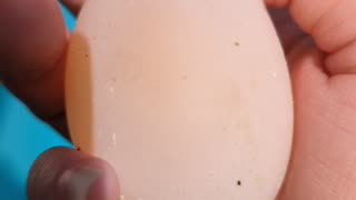 Found a soft duck egg today