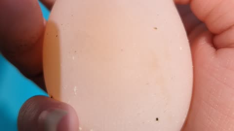 Found a soft duck egg today