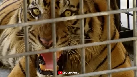 The king of the jungle fights over his territory||Tiger