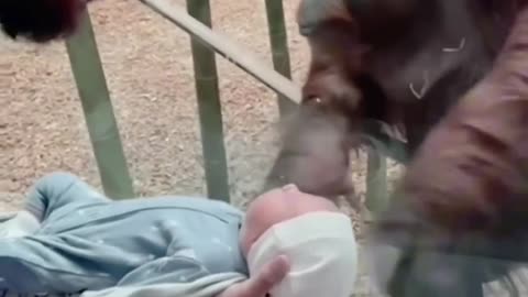 This orangutan's love for babies!