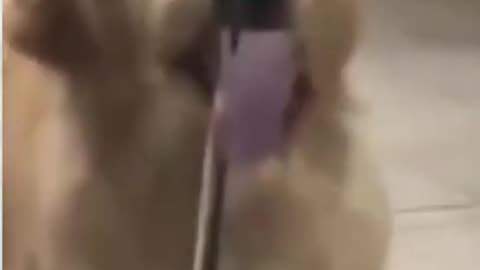 Funny Cute Dog Videos