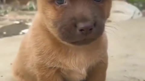 Cute puppy | eating strawberry 🍓 😋 |Cute baby puppy 🐶 #short