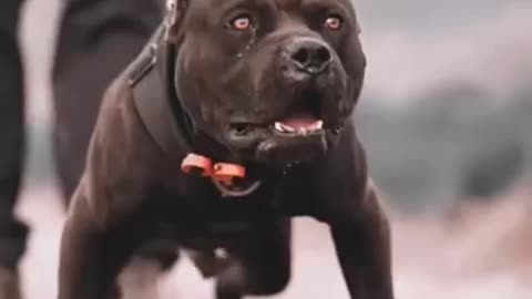 American Bully Vs Pitbull . what's the difference?