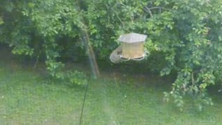 Squirrel and birds loves my bird feeder ❤️