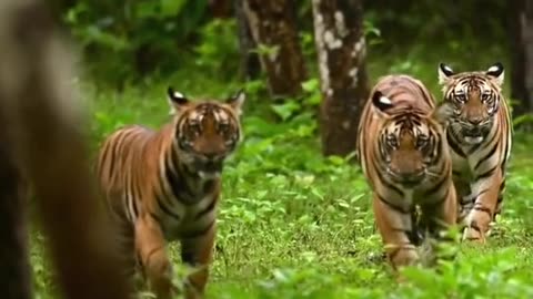 The tribe of tigers returned #shorts #Tigers #Viral #pets