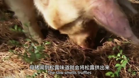 Black truffles from Yunnan, China, are fed to pigs?