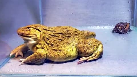 Oh my god!! Asian Bullfrog Eats Big Toad And Banded Bullfrog! Warning Live Feeding