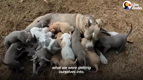 Couple Has No Idea Their Foster Dog Is Pregnant With Tons Of Puppies | The Dodo Foster Diaries