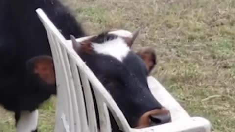 Wow How Did He Get Head Stuck In That Chair