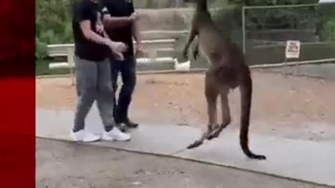 Kangaroo fighting video