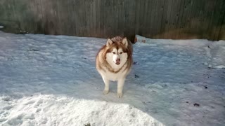 Alaskan Malamute's can withstand temperatures, as low as 70f degrees below zero