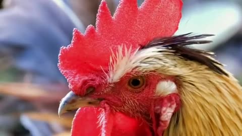 Coolest Roosters and Chickens In This World #shorts |