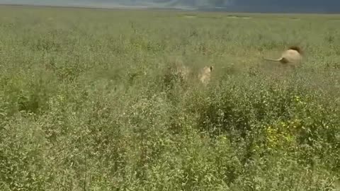 lionesses saves their king from intruder