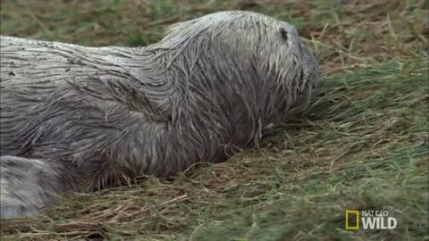 A Seal Pup Loses Its Mom | Destination WILD