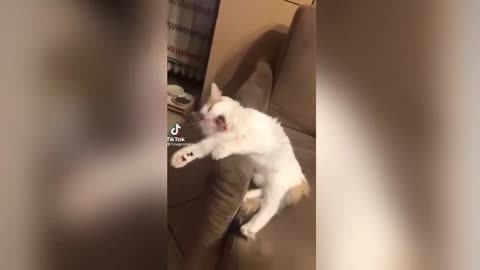 😹 Funniest Cat Ever | 💓