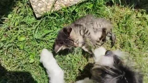 Dog and kitten playing in the sun