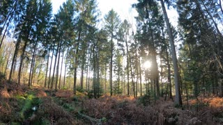 Hiking in the woods. Speedlapse. 18th Jan 2023