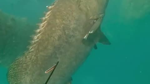 monster fish