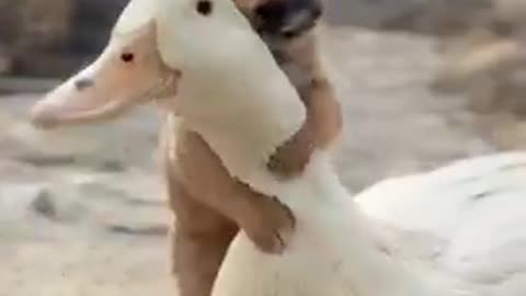 🐕 dog and duck 🦆 very beautiful video