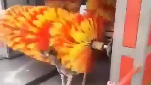 Dog Gets Free Wash