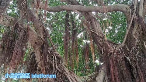 你多就沒有在大樹下乘涼過呢？How long have you ever enjoyed the shade under a big tree?