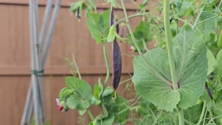 The Edible Pod Sugar Snap Peas Planted Outside on 02/16/2024 are Ready to Pick Today 05/09/2024.