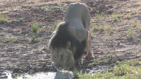 Male Lion Drinking Water