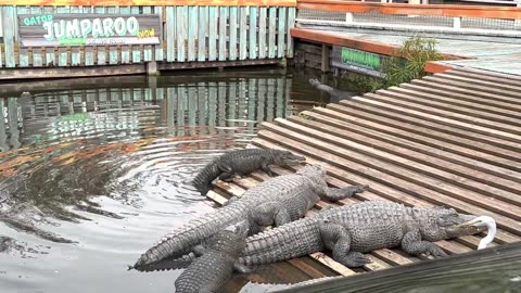 Welcome To Gatorland In Orlando