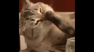 FUNNY CAT