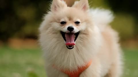 4k video, Look at Camera cutest little Pomeranian dog. Walking cute pet in nature, Nature Hari world