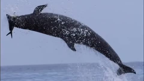 False Killer Whale leaps for a Mahi