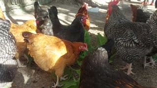 Chickens eating some healthy greens