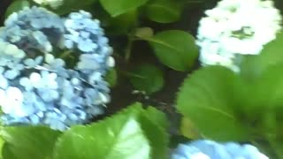 Many bouquets of blue, white and yellow hydrangea in the flower shop, divine! [Nature & Animals]